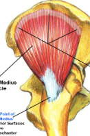 <ul><li><p><span style="background-color: transparent;">A: abduction &amp; medial rotation hip</span></p></li></ul><p></p>