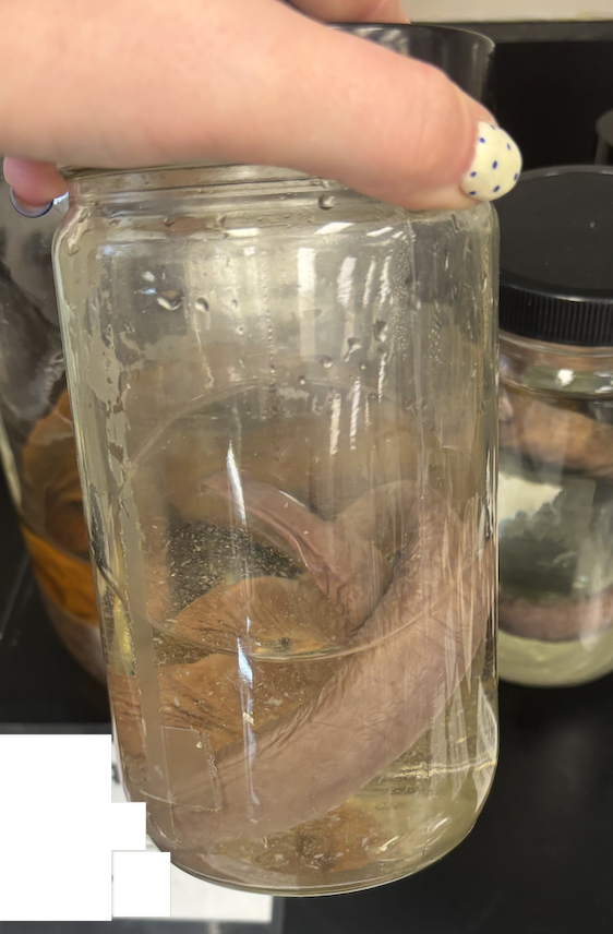 <p>What is this? Does it have a jaw?</p>