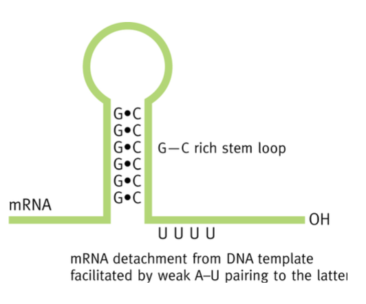 <p>Dit aussi stem loop structure, séquences d’ARNm à l’extrémité des transcrits de gènes procaryotes. </p>