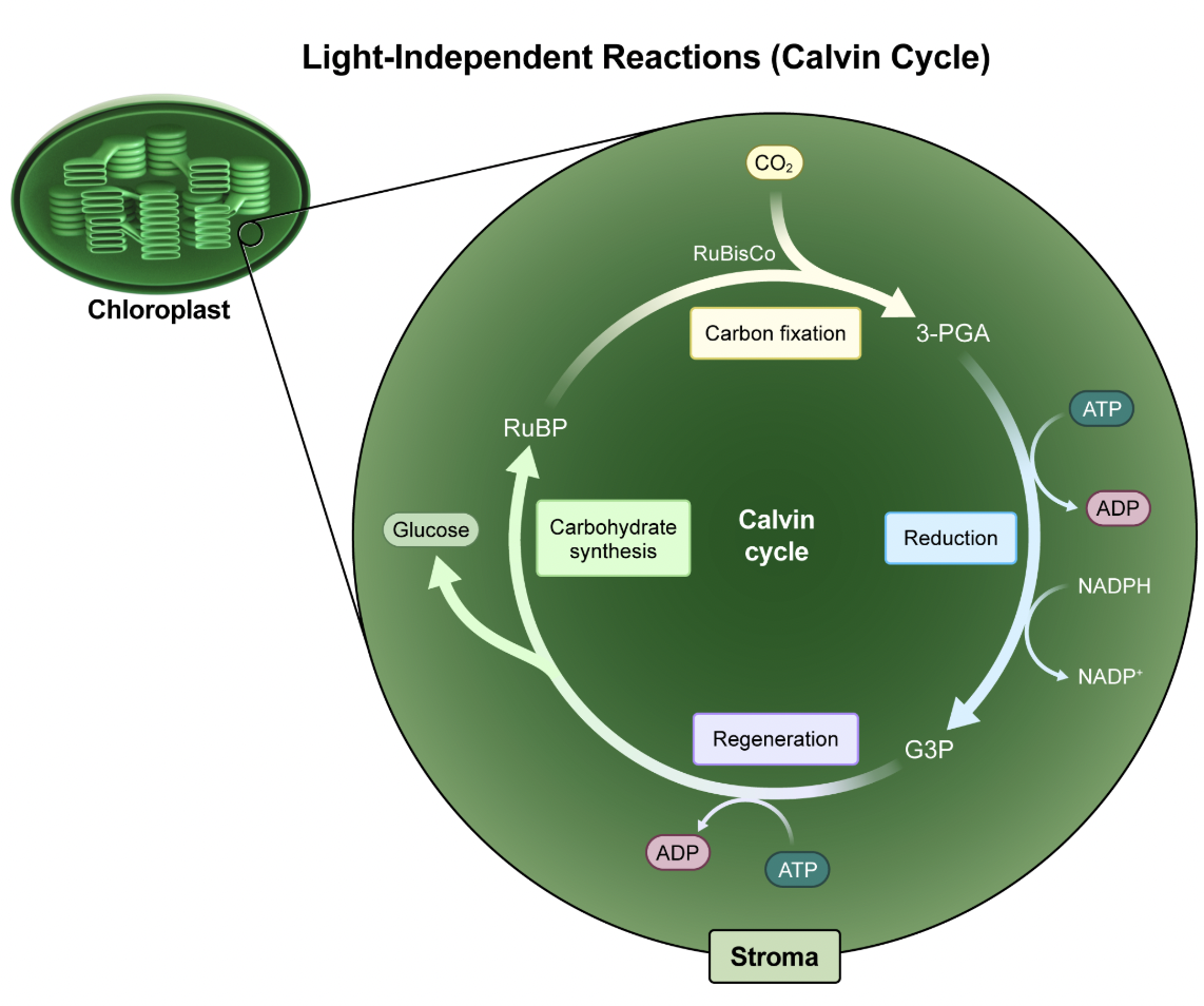 <p>CO2 is fixed into organic cmpds</p><ul><li><p>The <strong>Calvin cycle</strong> is a series of reactions that are also known as the <strong>light-independent reactions</strong> because they are powered by <strong>ATP&nbsp;</strong>and<strong>&nbsp;NADPH</strong>, <em>not</em> sunlight.</p></li><li><p>The Calvin cycle occurs in the <strong>chloroplast</strong> <strong>stroma&nbsp;</strong>and uses ATP and NADPH to fix carbon dioxide into <strong>glucose</strong> molecules. <strong>Carbon fixation&nbsp;</strong>describes the process where<em>&nbsp;</em>inorganic carbon (in the form of CO<sub>2</sub>) is fixed into organic molecules (in the form of glucose).</p></li></ul><p></p><p><em>A.&nbsp;</em><span style="line-height: 1.6em; font-size: inherit;"><em>ATP is synthesized from ADP and phosphate</em></span></p><p><span style="line-height: 1.6em; font-size: inherit;"><em>E. Water is split to release electrons</em></span></p><p><span style="line-height: 1.6em; font-size: inherit;">ATP synthesis and the splitting of water</span><strong>&nbsp;</strong><span style="line-height: 1.6em; font-size: inherit;">occur during the&nbsp;light-dependent reactions</span> <span style="line-height: 1.6em; font-size: inherit;">of photosynthesis. The electrons released from splitting water are excited by light energy. Then the electrons participate in a series of redox reactions to pump protons from the stroma into the thylakoid lumen. These protons then flow back into the stroma through ATP synthase, generating ATP.</span><br><br><span style="line-height: 1.6em; font-size: inherit;">The ATP produced during the light-dependent reactions is exclusively used to power the Calvin cycle to generate glucose. The glucose produced in the Calvin cycle is then sent to the mitochondria to generate ATP for the cell.</span></p><p></p><p><span style="line-height: 1.6em; font-size: inherit;"><em>C. Glucose is converted to glucose-6-phosphate</em></span></p><p><span style="line-height: 1.6em; font-size: inherit;">The conversion of glucose to glucose-6-phosphate is the first step of <u>glycolysis</u>. Glycolysis is a step of <u>cellular respiration</u>, <em>not</em> photosynthesis.</span></p><p></p><p><span style="line-height: 1.6em; font-size: inherit;"><em>D.&nbsp;Oxaloacetate is transformed into citrate</em></span></p><p><span style="line-height: 1.6em; font-size: inherit;">Acetyl-CoA combines with<strong>&nbsp;</strong>oxaloacetate to form<strong>&nbsp;</strong>citrate during the<strong>&nbsp;</strong>Krebs cycle&nbsp;(also known as the citric acid cycle or the<strong>&nbsp;</strong>tricarboxylic acid cycle). This occurs during cellular respiration, <em>not&nbsp;</em>photosynthesis.</span></p><p></p>