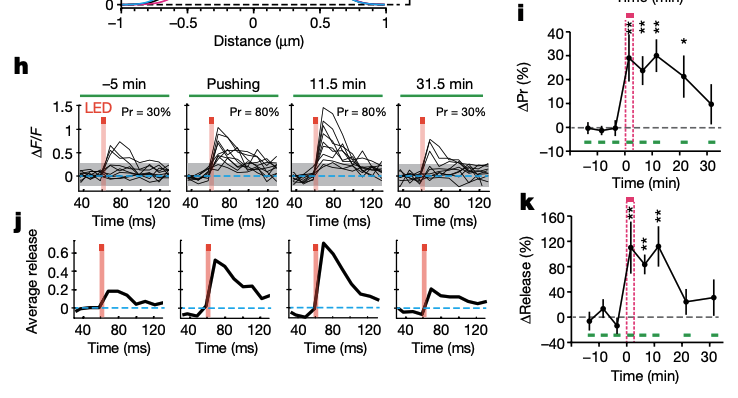 <ul><li><p><strong>H:</strong> Individual iGluSnFR traces show more frequent detectable responses after pushing.</p><ul><li><p><em> the increase in release probability persisted long after (11.5 mins) the mechanical manipulation had ended.</em></p><p></p></li></ul></li><li><p><strong>I:</strong> Quantification shows<strong> increased release probability</strong> that persists for more than 20 minutes (combined multiple bouton data)</p><ul><li><p>This result indicates that <em>fine mechanical pushing can produce a long-lasting increase in the probability of evoked glutamate release.</em></p><p></p></li></ul></li></ul><p></p><ul><li><p><strong>J:</strong> Average fluorescence traces show increased glutamate-dependent responses.</p></li></ul><p>Imagine two situations:</p><ul><li><p>In the first, glutamate release occurs on 30% of trials.</p></li><li><p>In the second, glutamate release occurs on 80% of trials.</p></li></ul><p><em>Even if the size of each successful event were unchanged, the second situation could produce a larger average response across all trials because successful responses occur more often.</em><br></p><ul><li><p><strong>K:</strong> Quantification shows the change in average response magnitude over time.</p><ul><li><p>The manipulation is followed by an <strong>increase in the average glutamate-dependent fluorescence response, </strong>and this effect persists for several minutes.<br></p></li></ul></li></ul><p><strong>Interpretation:</strong> Mechanical pushing enhances evoked glutamate release, and the effect lasts longer than the physical deformation.</p>
