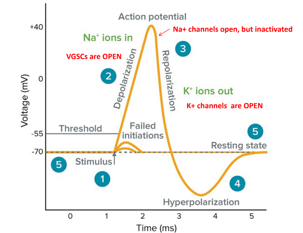 <p><strong><u>APs </u></strong>(aka “spike”): elementary unit of nerve impulses ← <strong><u>transient </u></strong>(b/c delayed activation of VG-K+ channels reverse the de-)</p><ul><li><p>used for <u>long-distance transmission</u></p></li><li><p>is <u>“all-or-none”</u></p></li><li><p>first made at the <u>axon initial segment (AIS)</u> aka axon hillock, when Na+ influx → causes neuron to depolarize to ~ +30 mV</p></li><li><p>need to reach the <u>minimum threshold depolarization to trigger it (~ -55 mV)</u></p></li></ul><p><strong><u>graded potentials:</u> ← <u>transient</u></strong></p><ul><li><p>used over <u>short distance</u></p></li><li><p>is a <u>gradient in the magnitude</u> of the response (is not all-or-none)</p></li></ul><p><strong><u>RMP:</u></strong></p><ul><li><p>made by <u>different ion concentrations across the membrane</u> &amp; the different permeabilities of these ions</p></li><li><p>~ -70 mV</p></li><li><p>3 major ions: <u>Na+, K+, Cl-</u></p></li><li><p>is <u>maintained at around -70 mV by the Na+/K+ ATPase</u> (against concentration gradient: 3 Na+ out, 2 K+ in)</p></li></ul><p>__</p><p>true</p><ul><li><p><strong><u>all APs are transient</u></strong> b/c VG Na+ channels will inactivate (at the peak) &amp; VG K+ channels will open to repolarize the membrane potential back to its resting membrane potential </p></li></ul><div data-type="horizontalRule"><hr></div><p>(picture)</p><ul><li><p>VGSC / VG-Na+ channels open during de-</p></li><li><p>at peak, VG-Na+ are open &amp; in inactivated state</p></li><li><p>VG-K+ channels open during re-/hyper-</p></li></ul><p></p>