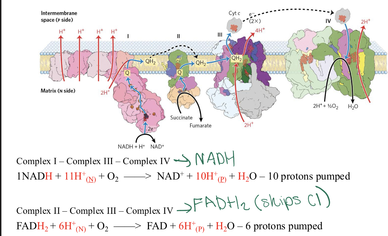 <p>THIS reflect the Difference in number of protons transported reflects differences in ATP</p><p>synthesized </p><p>NADH produces more electrochemical gradient than FADH2 —> bc FADH2 can’t be used in C1 so 4 less H+ pumped out</p>