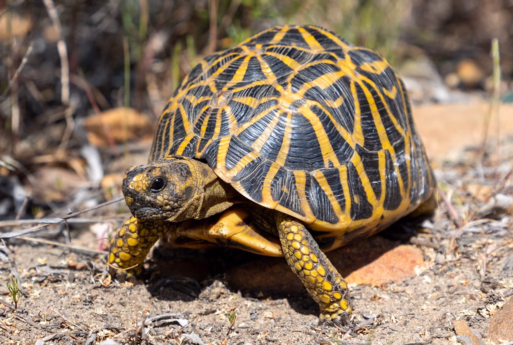 <p>Psammobates geometricus</p><ul><li><p>Family Chelonidae</p></li><li><p>Suborder Cryptodyra</p></li><li><p>Order Chelonia</p></li></ul><p></p>
