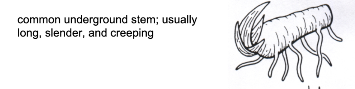 <p>Type of vegetative structure</p>