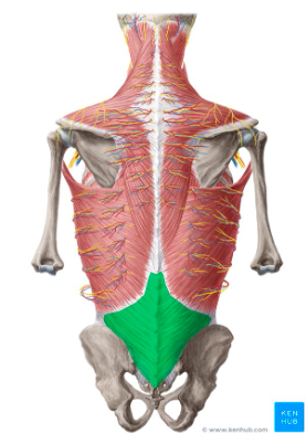 <p>fascia covering the latissimus dorsi</p>