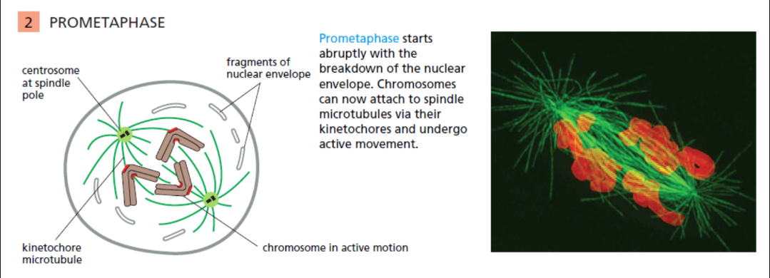 <ul><li><p>Nuclear envelope breakdown </p></li><li><p>Kinetochore MTs captured by kinetochores </p></li><li><p>Chromosomes move back + forth b/w poles</p></li></ul><p></p>