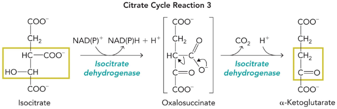 <p>isocitrate dehydrogenase</p>