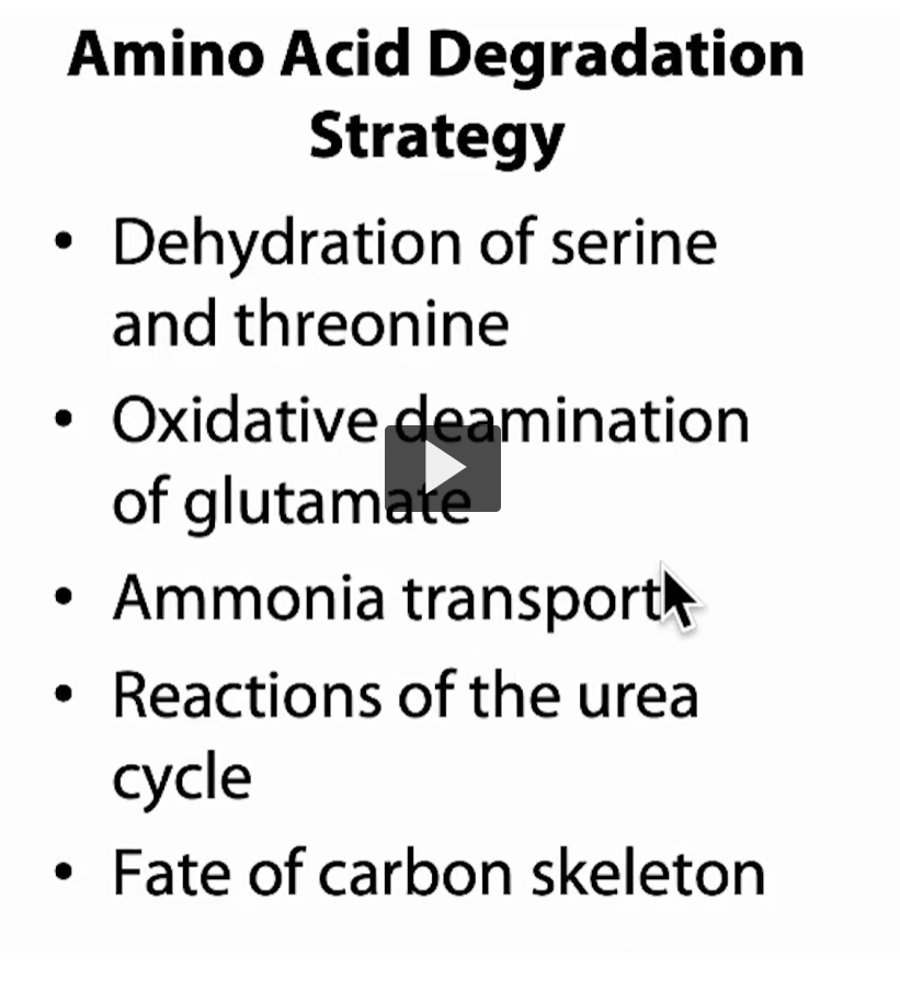 <p>This slide is expanding the <strong>full pathway of amino acid breakdown</strong>—basically showing <em>how the body handles nitrogen and then uses what’s left for energy</em>. Let’s go step by step in a clean, intuitive way.</p><div data-type="horizontalRule"><hr></div><p>1. Dehydration of serine and threonine</p><p><span data-name="point_right" data-type="emoji">👉</span> Special case for certain amino acids</p><ul><li><p><strong>Serine and threonine</strong> can lose water (<strong>dehydration</strong>)</p></li><li><p>This creates intermediates that can <strong>directly release ammonia (NH₃)</strong></p></li></ul><p><strong>Why it matters:</strong></p><ul><li><p>This is an <em>alternative way</em> to remove nitrogen (not just transamination)</p></li><li><p>Produces:</p><ul><li><p><strong>Pyruvate (serine)</strong> → can go to glucose</p></li><li><p><strong>α-ketobutyrate (threonine)</strong> → energy pathways</p></li></ul></li></ul><p><span data-name="point_right" data-type="emoji">👉</span> Think: <em>shortcut way to remove nitrogen</em></p><div data-type="horizontalRule"><hr></div><p>2. Oxidative deamination of glutamate</p><p><span data-name="point_right" data-type="emoji">👉</span> Main step where nitrogen is actually released</p><ul><li><p>Earlier, nitrogen was collected on <strong>glutamate</strong></p></li><li><p>Now glutamate is converted:</p></li></ul><p>Glutamate → α-ketoglutarate + NH₃</p><ul><li><p>Enzyme: <strong>glutamate dehydrogenase</strong></p></li><li><p>Occurs mainly in the <strong>liver</strong></p></li></ul><p><strong>Why it matters:</strong></p><ul><li><p>This is where <strong>free ammonia is produced</strong></p></li><li><p>Links amino acid metabolism to the <strong>TCA cycle</strong></p></li></ul><p><span data-name="point_right" data-type="emoji">👉</span> Think: <em>this is the “release nitrogen” step</em></p><div data-type="horizontalRule"><hr></div><p>3. Ammonia transport</p><p><span data-name="point_right" data-type="emoji">👉</span> Moving toxic nitrogen safely through the body</p><p>Ammonia (NH₃) is <strong>toxic</strong>, so it’s not transported freely.</p><p>Instead, the body uses carriers:</p><p>Main carriers:</p><ul><li><p><strong>Glutamine</strong></p><ul><li><p>Transports ammonia from tissues → liver</p></li></ul></li><li><p><strong>Alanine (glucose-alanine cycle)</strong></p><ul><li><p>Moves nitrogen from muscle → liver</p></li></ul></li></ul><p><strong>Why it matters:</strong></p><ul><li><p>Prevents <strong>ammonia toxicity (especially in brain)</strong></p></li></ul><p><span data-name="point_right" data-type="emoji">👉</span> Think: <em>package nitrogen safely for delivery</em></p><div data-type="horizontalRule"><hr></div><p>4. Reactions of the urea cycle</p><p><span data-name="point_right" data-type="emoji">👉</span> Detox step in the liver</p><ul><li><p>Ammonia → converted into <strong>urea</strong></p></li><li><p>Happens in liver (mitochondria + cytosol)</p></li></ul><p><strong>Urea cycle goal:</strong></p><ul><li><p>Take <strong>2 nitrogen atoms</strong></p></li><li><p>Turn them into <strong>urea (safe, water-soluble)</strong></p></li></ul><p>Then:<br><span data-name="arrow_right" data-type="emoji">➡</span> Urea → blood → kidneys → urine</p><p><span data-name="point_right" data-type="emoji">👉</span> Think: <em>final disposal of nitrogen</em></p><div data-type="horizontalRule"><hr></div><p>5. Fate of the carbon skeleton</p><p><span data-name="point_right" data-type="emoji">👉</span> What happens after nitrogen is removed</p><p>Once NH₃ is gone, you’re left with the <strong>carbon backbone</strong></p><p>This can become:</p><ul><li><p><strong>Glucose</strong> (gluconeogenesis) → glucogenic amino acids</p></li><li><p><strong>Ketone bodies or fat</strong> → ketogenic amino acids</p></li><li><p><strong>TCA intermediates</strong> → energy (ATP)</p></li></ul><p><strong>Examples:</strong></p><ul><li><p>Alanine → pyruvate → glucose</p></li><li><p>Leucine → acetyl-CoA → ketones</p></li></ul><p><span data-name="point_right" data-type="emoji">👉</span> Think: <em>use the leftover carbon for fuel</em></p><div data-type="horizontalRule"><hr></div><p>Big picture (connect everything)</p><ol><li><p>Remove nitrogen (transamination or dehydration)</p></li><li><p>Release ammonia (oxidative deamination)</p></li><li><p>Transport it safely (glutamine/alanine)</p></li><li><p>Detox it (urea cycle)</p></li><li><p>Use carbon skeleton (energy, glucose, or fat)</p></li></ol><p></p>
