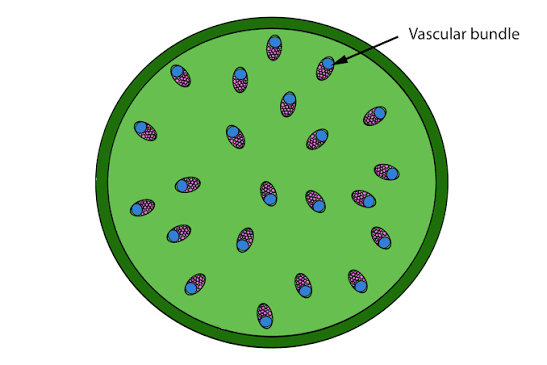 <p>scattered vascular tissue</p>