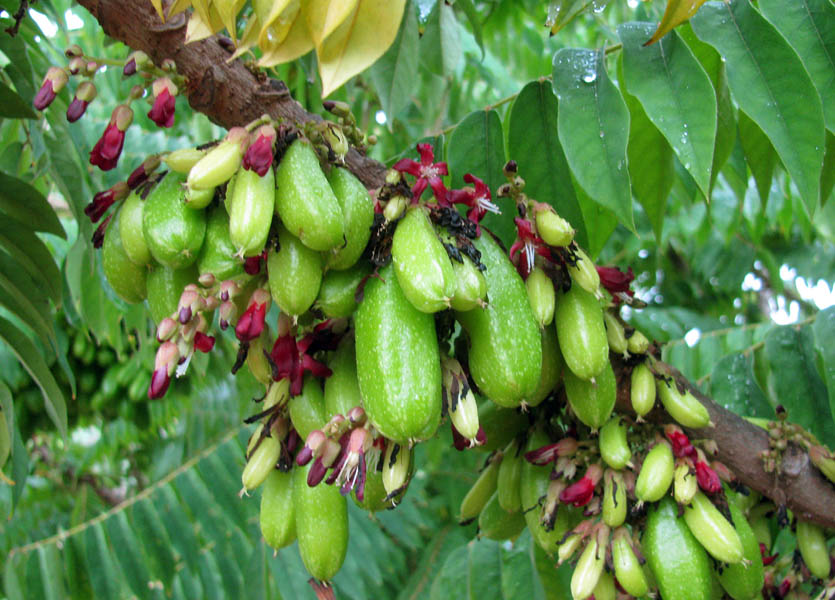 <p><strong>Common Name</strong>: <span style="background-color: transparent; font-family: "Helvetica Neue", sans-serif;">Bilimbi/Kamias</span></p><p><strong>Parts Used</strong>: <span style="background-color: transparent; font-family: "Helvetica Neue", sans-serif;">Leaves, fruit</span></p><p><strong>Use/s</strong>: Diabetes mellitus, hypertension, antimicrobial; antidiabetic, thrombolytic, antioxidant, hepatoprotective, anthelminthic, hypolipidemic</p><p><strong>Major Metabolites</strong>: Flavonoids, phenolic compounds, tannins, (cardiac) glycosides, triterpenes; saponins, alkaloids, carbohydrates</p>