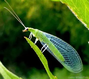<p>Lacewings; ant lions</p>