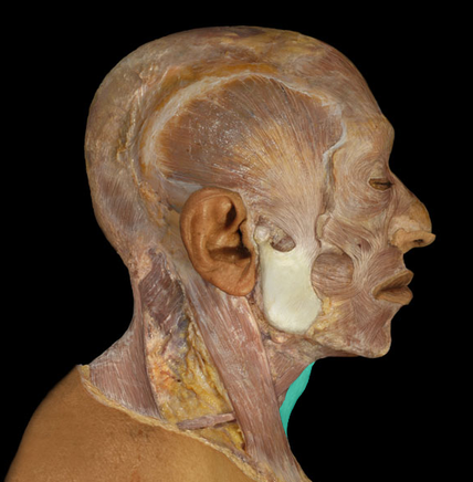 <p>Sternohyoid m.</p>