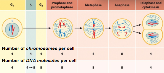 <p>Number of chromosomes and DNA per cell </p>