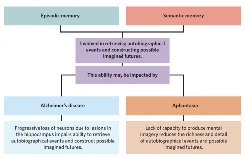 <p><span style="line-height: 115%;">People with aphantasia might:</span></p><p class="MsoListParagraphCxSpFirst"><span style="line-height: 115%;">-</span><span style="font-family: "Times New Roman"; line-height: normal; font-size: 7pt;"> </span><span style="line-height: 115%;">struggle to remember or ‘relive’ autobiographical events</span></p><p class="MsoListParagraphCxSpMiddle"><span style="line-height: 115%;">-</span><span style="font-family: "Times New Roman"; line-height: normal; font-size: 7pt;"> </span><span style="line-height: 115%;">have difficulty imagining future or hypothetical events</span></p><p class="MsoListParagraphCxSpMiddle"><span style="line-height: 115%;">-</span><span style="font-family: "Times New Roman"; line-height: normal; font-size: 7pt;"> </span><span style="line-height: 115%;">have problems with factual memory</span></p><p class="MsoListParagraphCxSpMiddle"><span style="line-height: 115%;">-</span><span style="font-family: "Times New Roman"; line-height: normal; font-size: 7pt;"> </span><span style="line-height: 115%;">dream less</span></p><p class="MsoListParagraphCxSpMiddle"><span style="line-height: 115%;">-</span><span style="font-family: "Times New Roman"; line-height: normal; font-size: 7pt;"> </span><span style="line-height: 115%;">have decreased imagery involving other senses such as sound or touch</span></p><p class="MsoListParagraphCxSpLast"><span style="line-height: 115%;">-</span><span style="font-family: "Times New Roman"; line-height: normal; font-size: 7pt;"> </span><span style="line-height: 115%;">have trouble recognising faces.</span></p><p class="MsoNormal"><span style="line-height: 115%;">Mental imagery is created using sensory information that is organised in the STM. Those without aphantasia are likely to draw upon both episodic and semantic memory when creating mental imagery, in the form of images of past experiences. May not be able to visualise detailed and vivid memories. Struggle to retrieve autobiographical events and construct possible imagined futures.</span></p><p class="MsoNormal"><span style="line-height: 115%;">No known ‘cure’ for congenital aphantasia. Some people with acquired aphantasia have reported regaining imagery abilities after therapy. Not a disability but a unique variation in human experience. Not inhibit someone’s success in life. </span></p><p class="MsoNormal"></p>