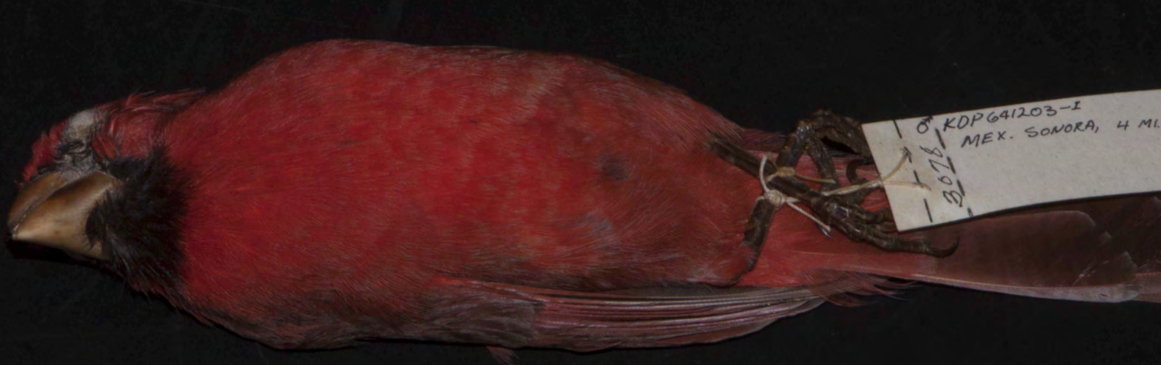 <p>Northern Cardinal</p>
