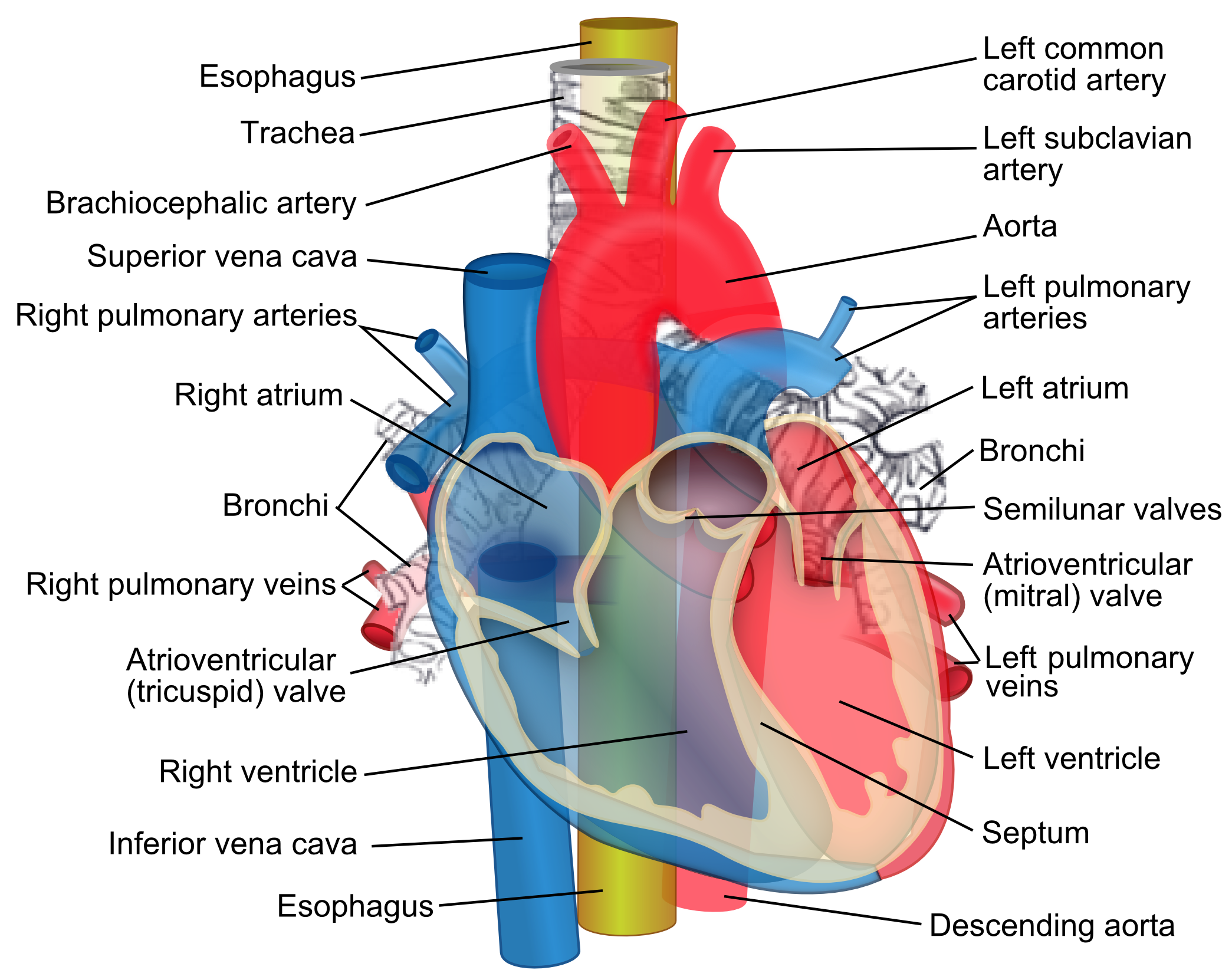 <p>Arteries</p><p>– Carry blood away from the heart </p><p>• Veins</p><p>– Carry blood to the heart</p><p> • Do arteries carry oxygenated or deoxygenated blood?</p>