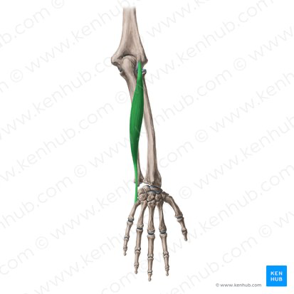 <p>Extensor Carpi Ulnaris</p>