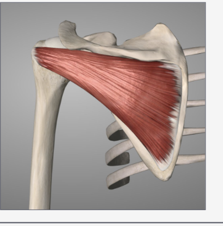 <ul><li><p>stabilization</p></li><li><p>external rotation</p></li></ul><p></p>