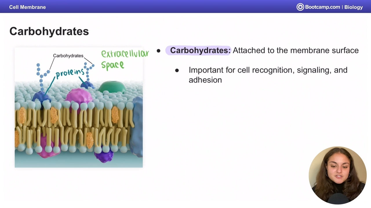<p>the surface</p>