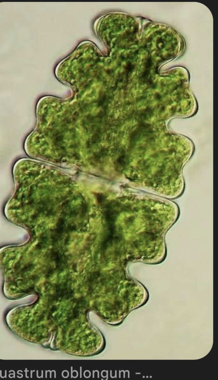 <p>Deblo razred red rod</p>