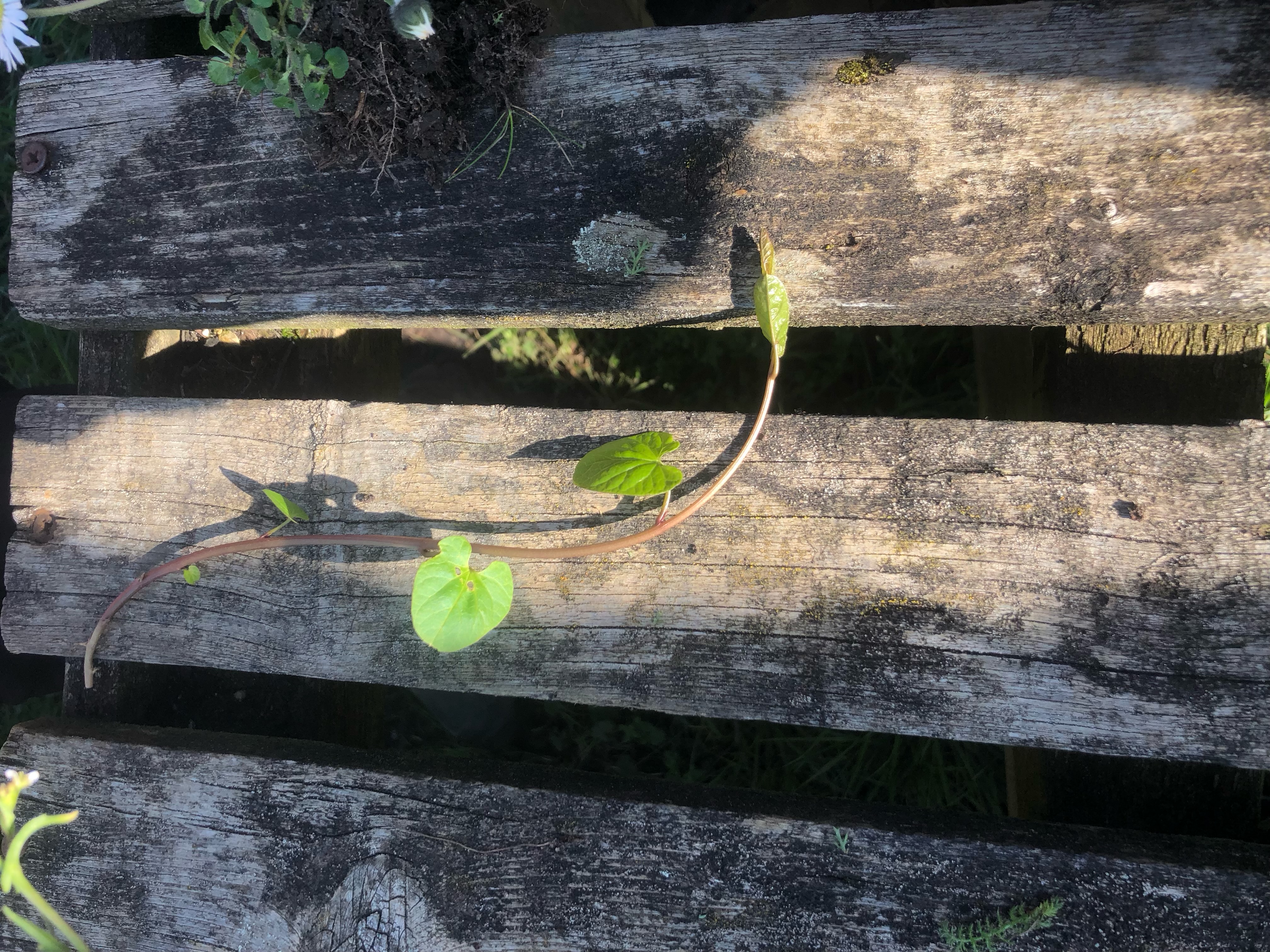<p>Calystegia sepium: evergreen, deciduous, or what? </p>