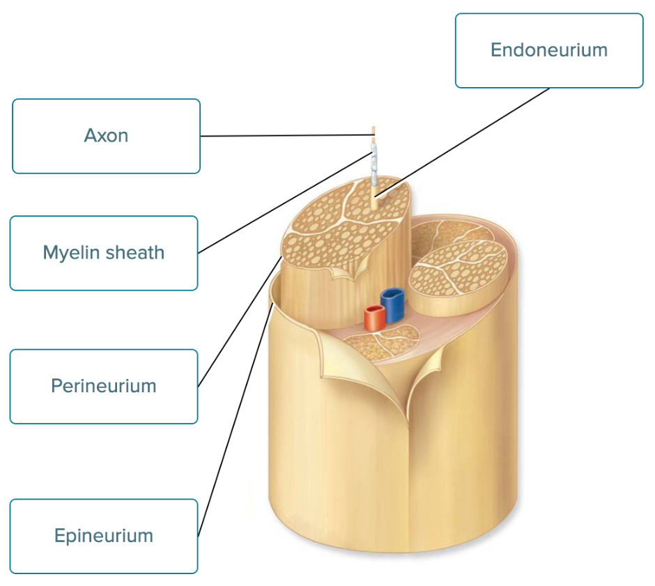 <p></p><ul><li><p>1 - Axon</p></li><li><p>2 - Myelin sheath</p></li><li><p>3 - Perineurium</p></li><li><p>4 - Epineurium</p></li><li><p>5 - Endoneurium</p></li></ul><p></p>