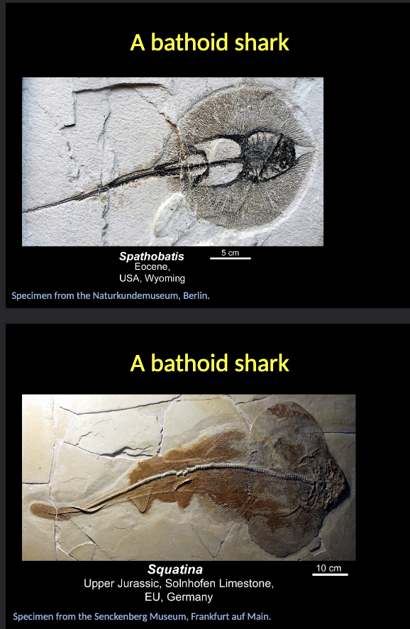 <p><span style="color: rgb(255, 251, 251);">Subclass Chondrichthyes</span></p><ul><li><p><span style="color: rgb(255, 251, 251);">NEKTIC organisms, adapted to living within the WATER COLUMN or in the proximity of the SUBSTRATE (BATHOID sharks).</span></p></li><li><p><span style="color: rgb(255, 251, 251);">The modern representatives are exclusively MARINE, but in the geological past they adapted occasionally to FREASHWATER environments.</span></p></li></ul><p></p>