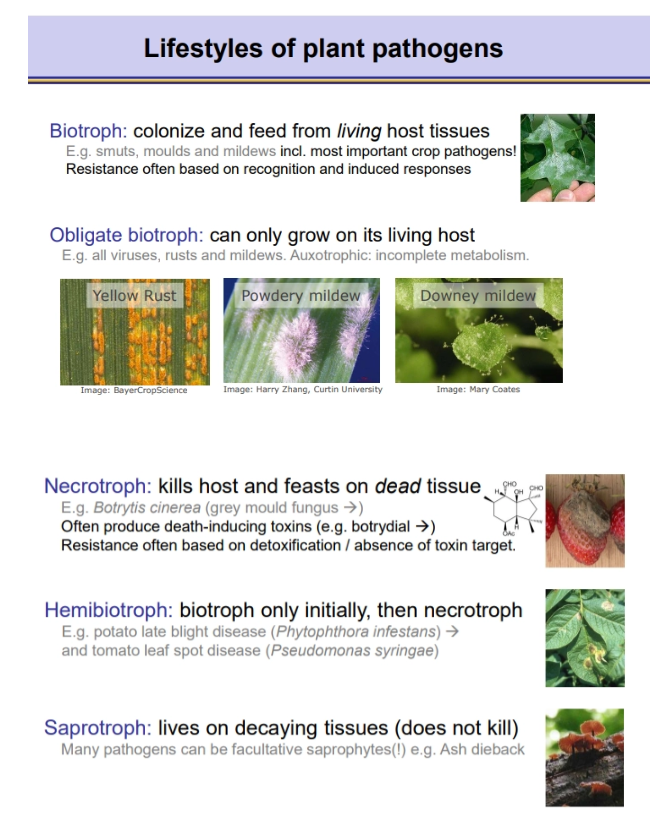 <ul><li><p>saprotrophs aren’t strictly pathogens because they don’t kill the host, but many other pathogens possess a facultative saprotroph stage</p></li></ul><p></p>