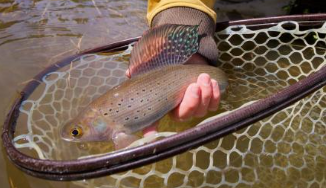 <p>Thymallus arcticus</p><p>native</p><p>salmonoid</p><p>large dorsal fin, coarse scales, large mouth, spots on side</p>