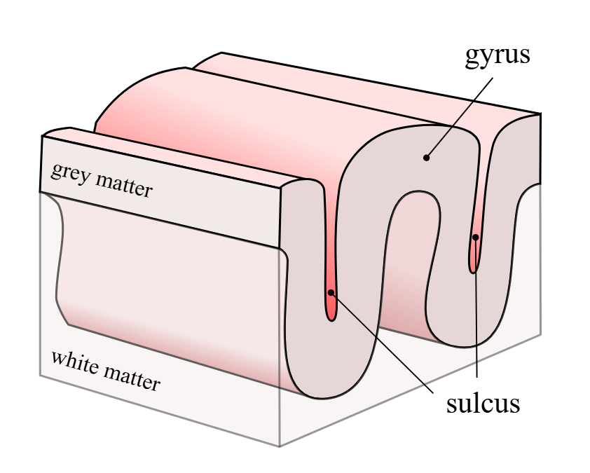 <p>folding enables more gray matter to fit inside the cranial cavity of the skull</p><ol><li><p><strong>gyrus </strong>- ridge of one of the wrinkles</p></li><li><p><strong>sulcus </strong>- groove between the 2 gyri</p></li></ol><p></p>
