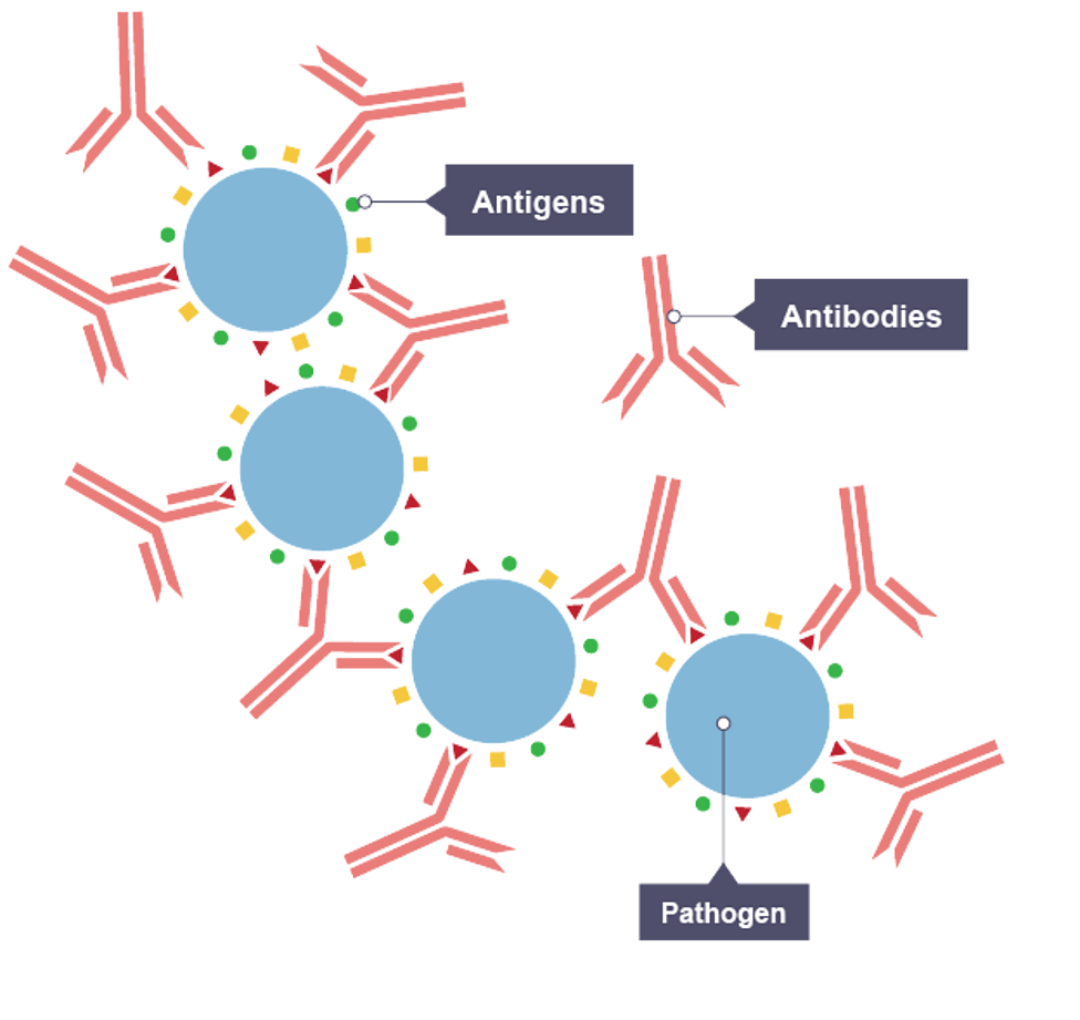<p>allows antibodies to be produced that are complementary in shape</p>