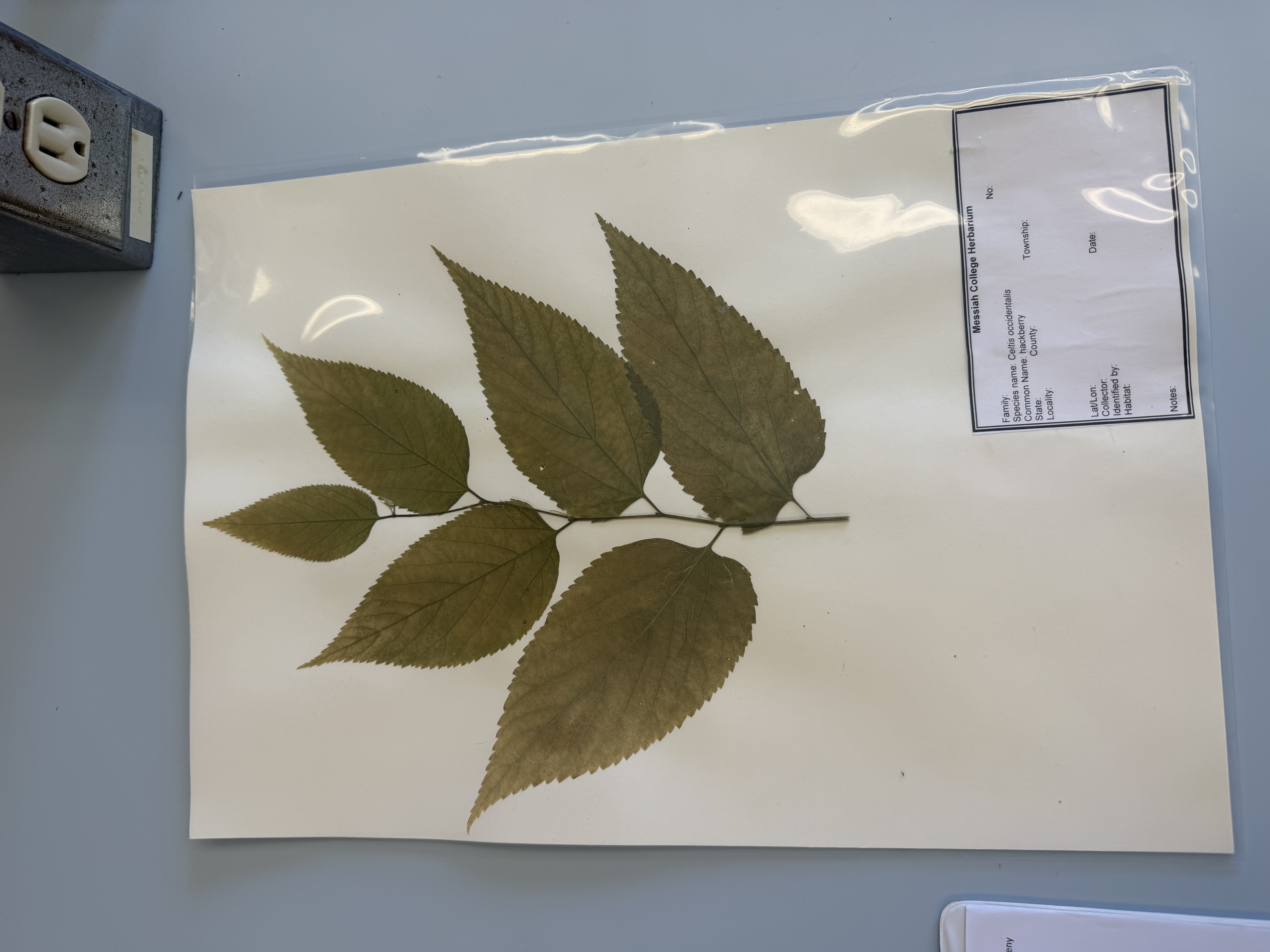 <p>celtis occidentalis</p>