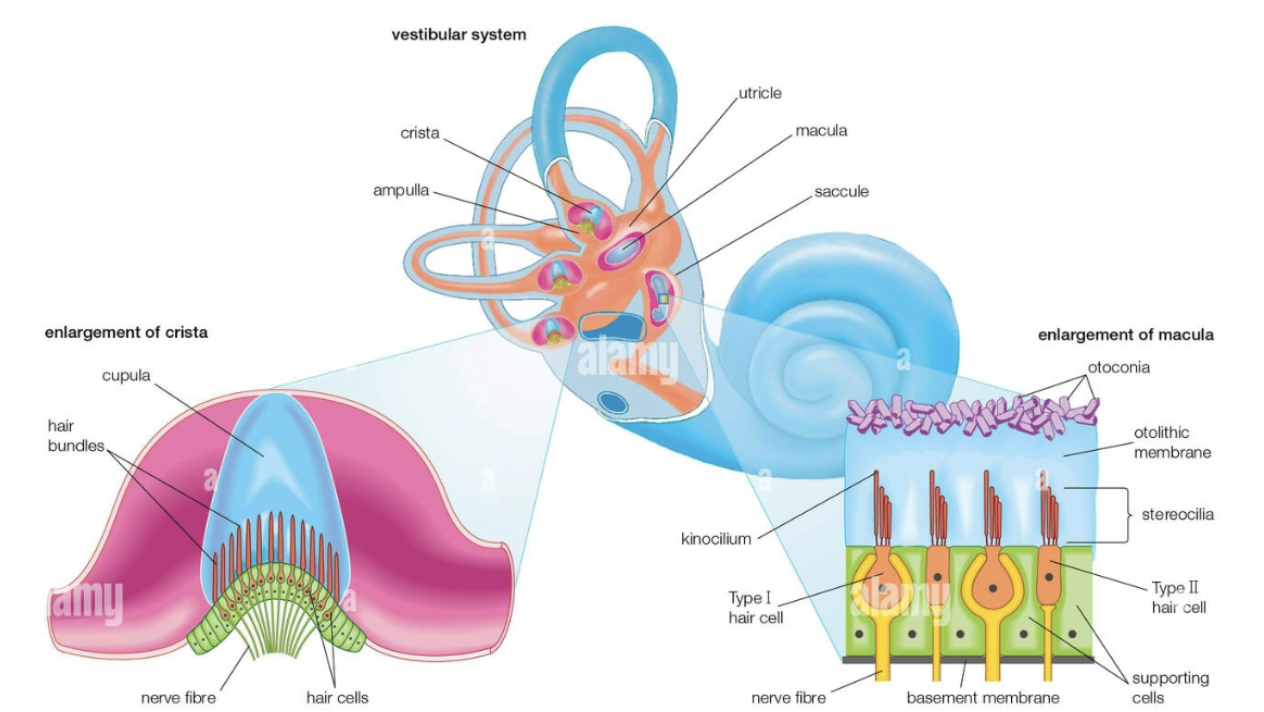 <p>inner ear</p><p>- round window</p><p>- cochlea</p><p>- semicircular canals</p><p>- utricle</p><p>- saccule</p><p>- ampulla</p><p>- critae</p><p>- cupula</p><p>- vestibulocochlear nerve (cranial nerve 8)</p><p>- otoliths</p>