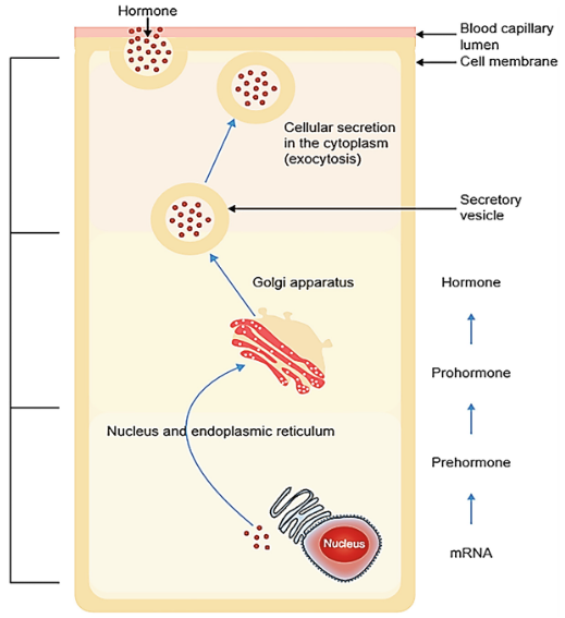 <ul><li><p>Produced from mRNA, which creates inactive hormones</p><ul><li><p>Activated upon enzyme cutting activity</p></li></ul></li><li><p>mRNA → pre-hormone → pro-pre-hormone → hormone </p></li></ul><p></p>