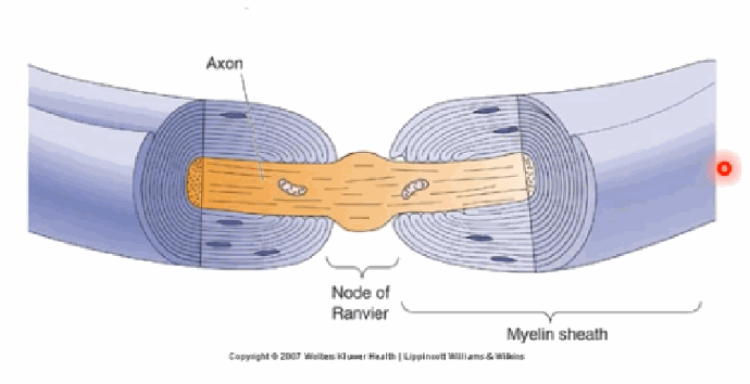 <p>Myelinating glia — oligodendrocytes in the CNS and Schwann cells in the PNS — wrap axons in fatty, insulating myelin sheaths. The small unmyelinated gaps between sheaths are the nodes of Ranvier, where ion channels are densely concentrated.</p>