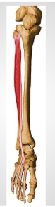 <p><span style="background-color: transparent;">A: extension @ toe joints 2-5</span></p>
