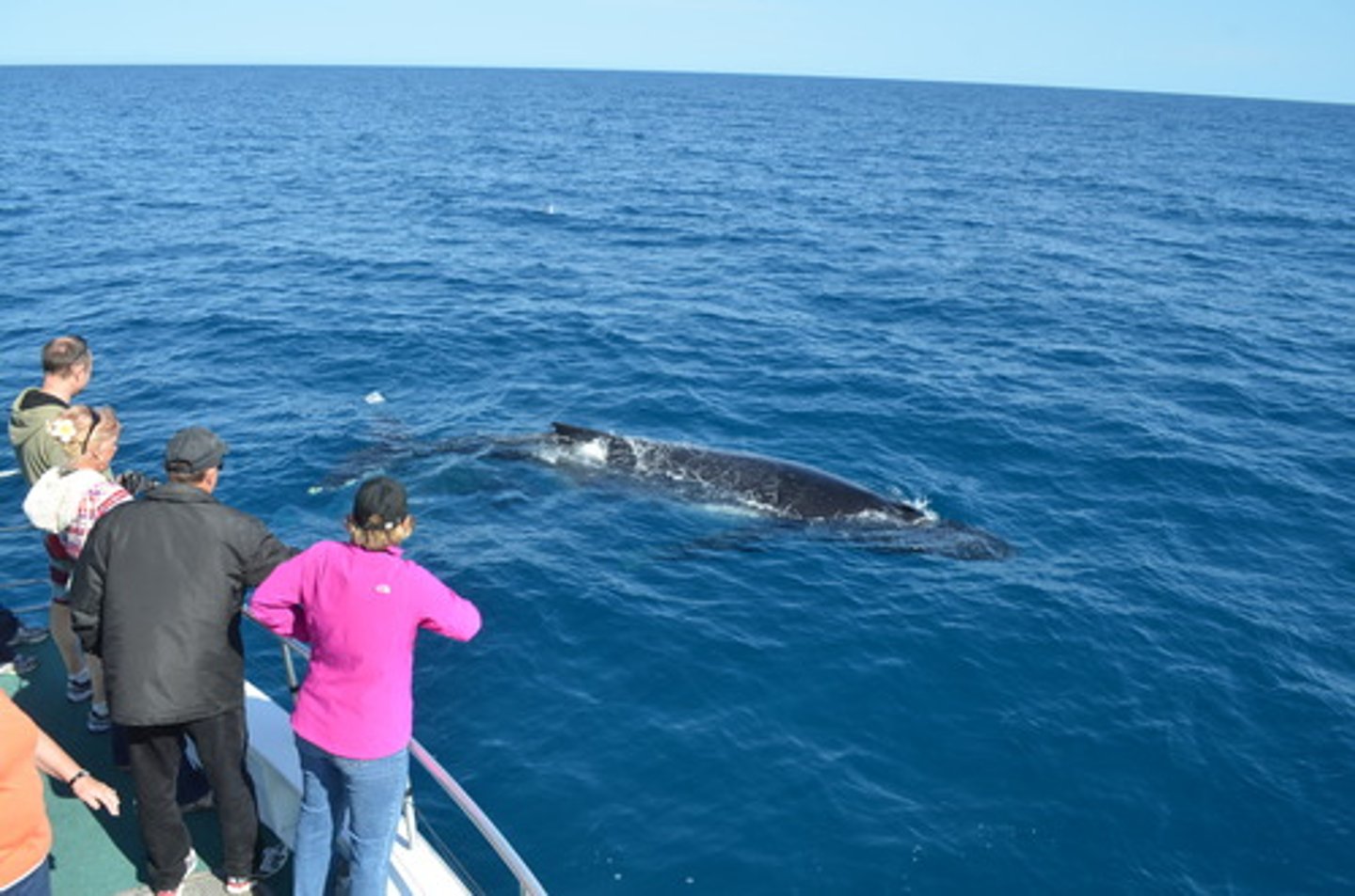 <p>to watch whales, I have seen whales</p>