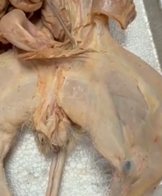 <p>what is the prong touching</p>