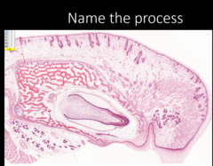 <p>Name the process</p>