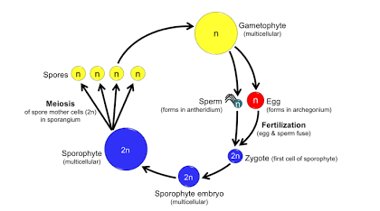 <p>diplontic life cycle</p>