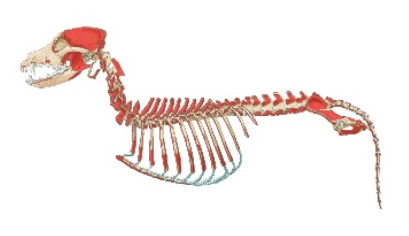 <p>Skull, Vertebrae, Sternum, Ribs</p>