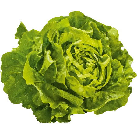 <p>Kopfsalat Stück</p>
