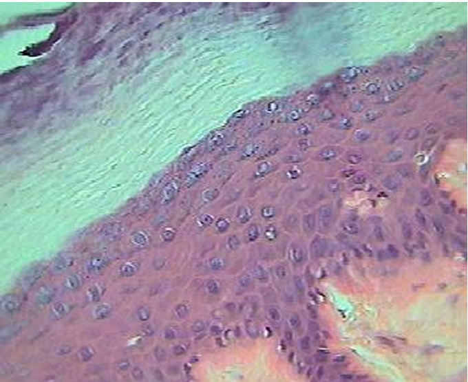 <p>what tissue is this? </p>