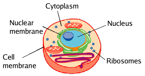 <p>Protein making structures made up of rRNA; look like dots floating around in the cytosol; some are also in the rough ER</p>