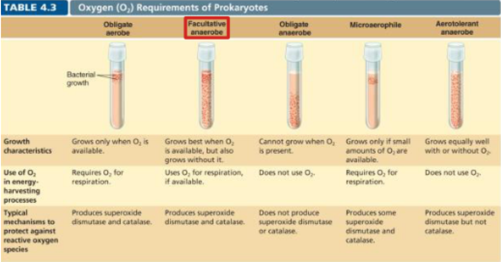 <p>prokaryotes divided based on oxygen requirements </p>