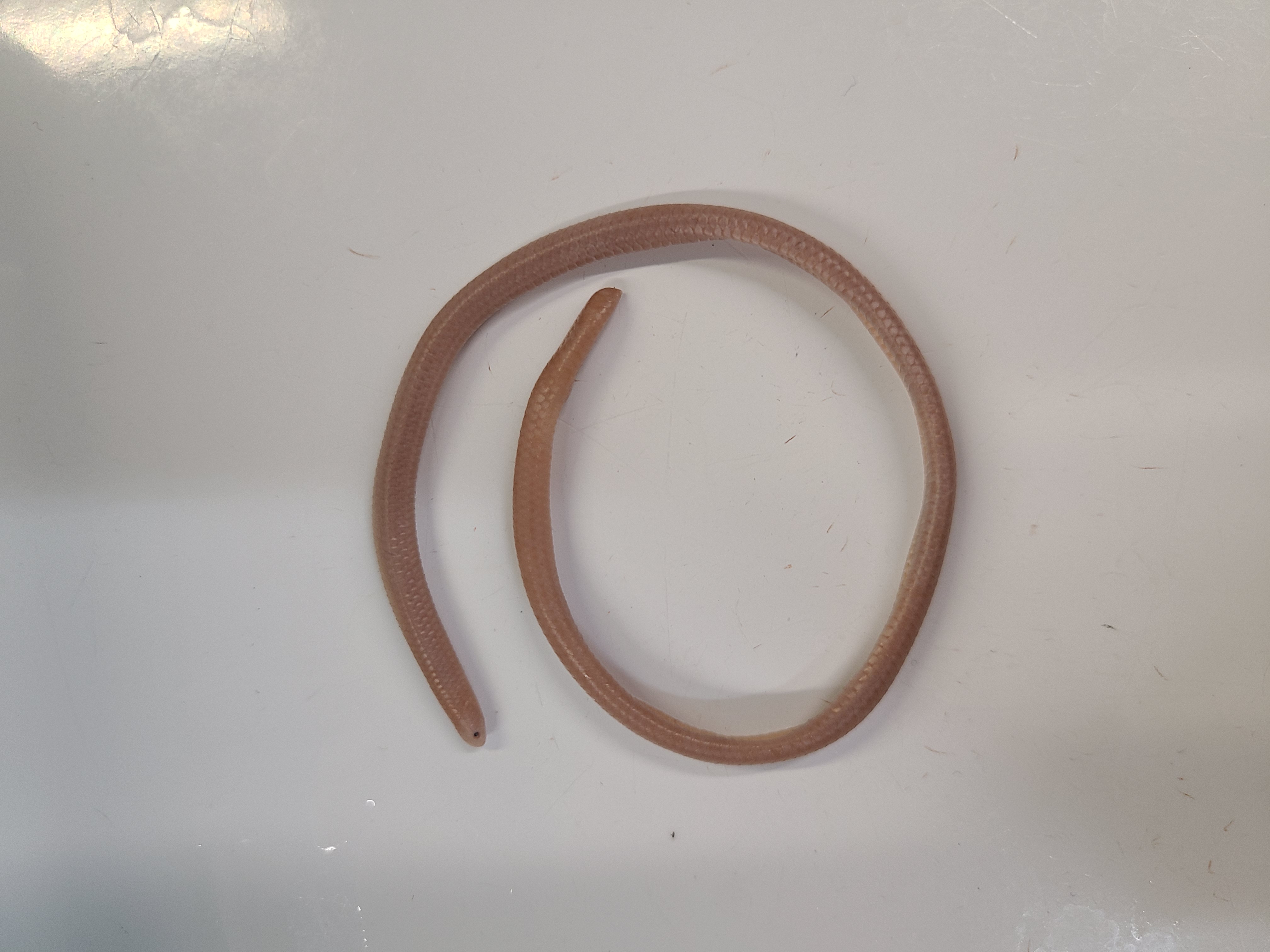 <p>Clade and Family of Rena dulcis</p>