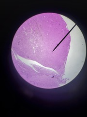 <p>Identify this part of the endocrine system</p>
