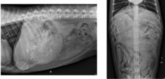 <p>13 Y- F- Golden retriever, rummaged through the trash (several chicken and fish bones) No vomiting, no changes in parameters or physical examination, except tachypenia. What is/are the Roentgen sign/s?</p>