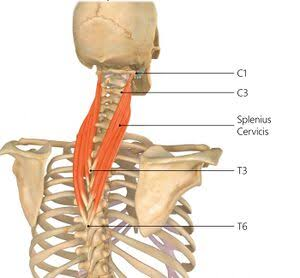 <p>splenius cervicis</p>